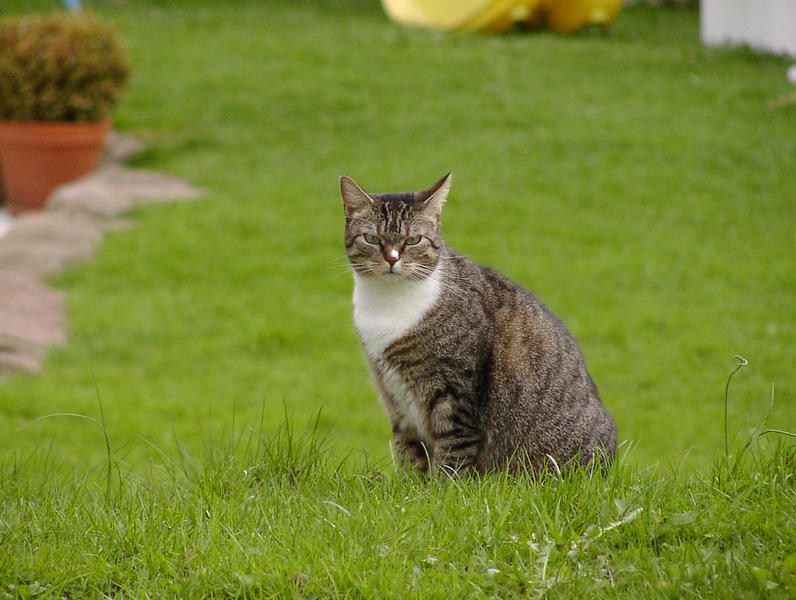 So sieht eine zufriedene Katze aus.