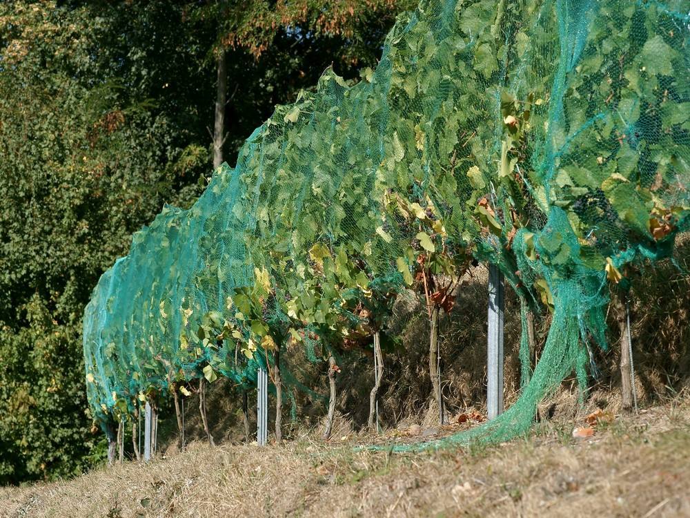 So sieht er aus, der kleine Weinberg