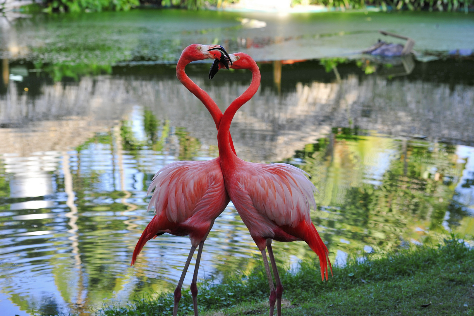 So sieht Flamingo-liebe aus