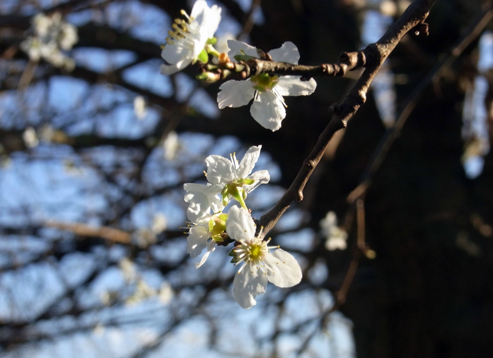 So sieht Frühling aus