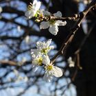 So sieht Frühling aus