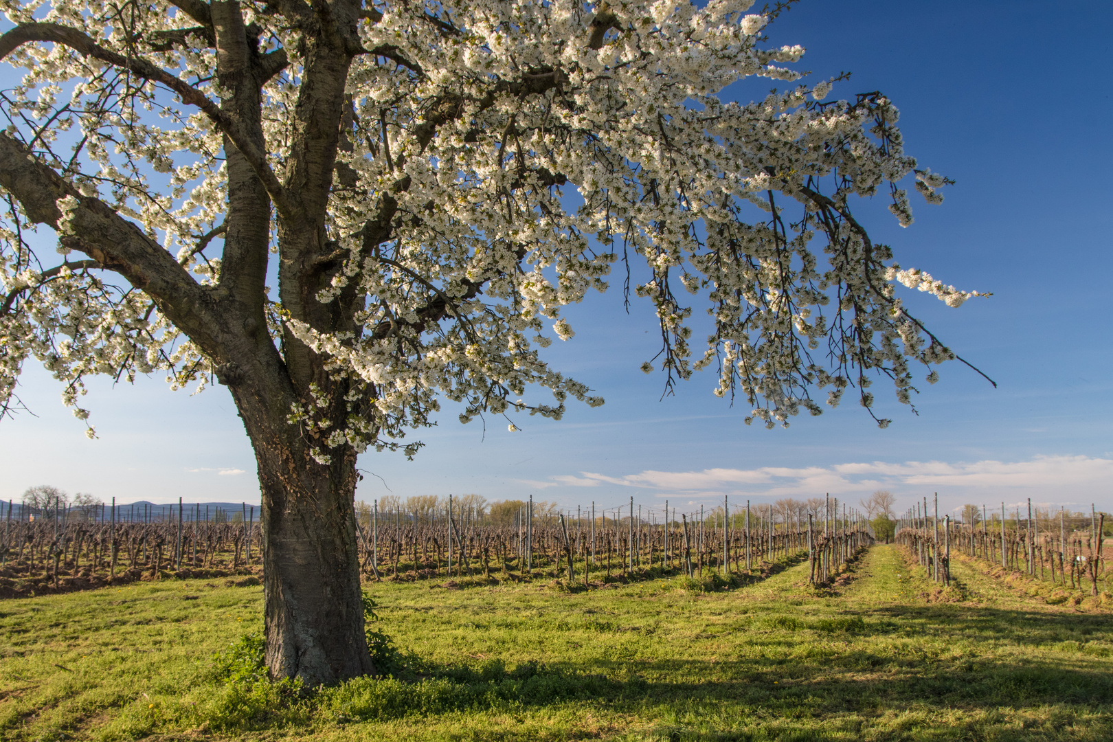 So sieht Frühling aus