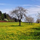 So sieht Frühling aus