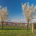 So sieht Frühling aus