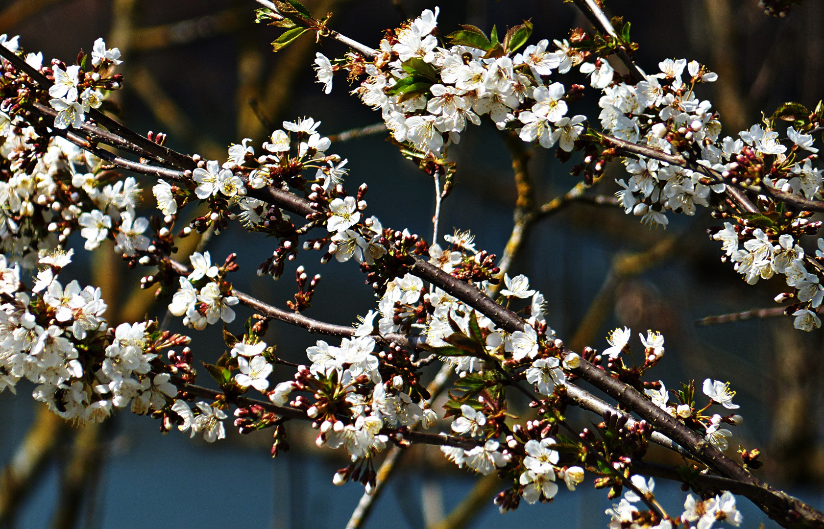 So sieht Frühling aus