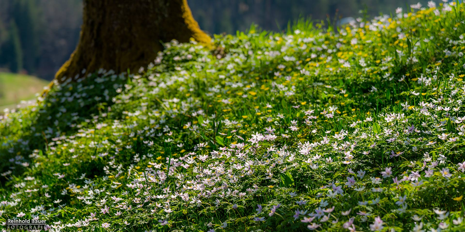 So sieht Frühling aus