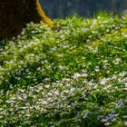 So sieht Frühling aus