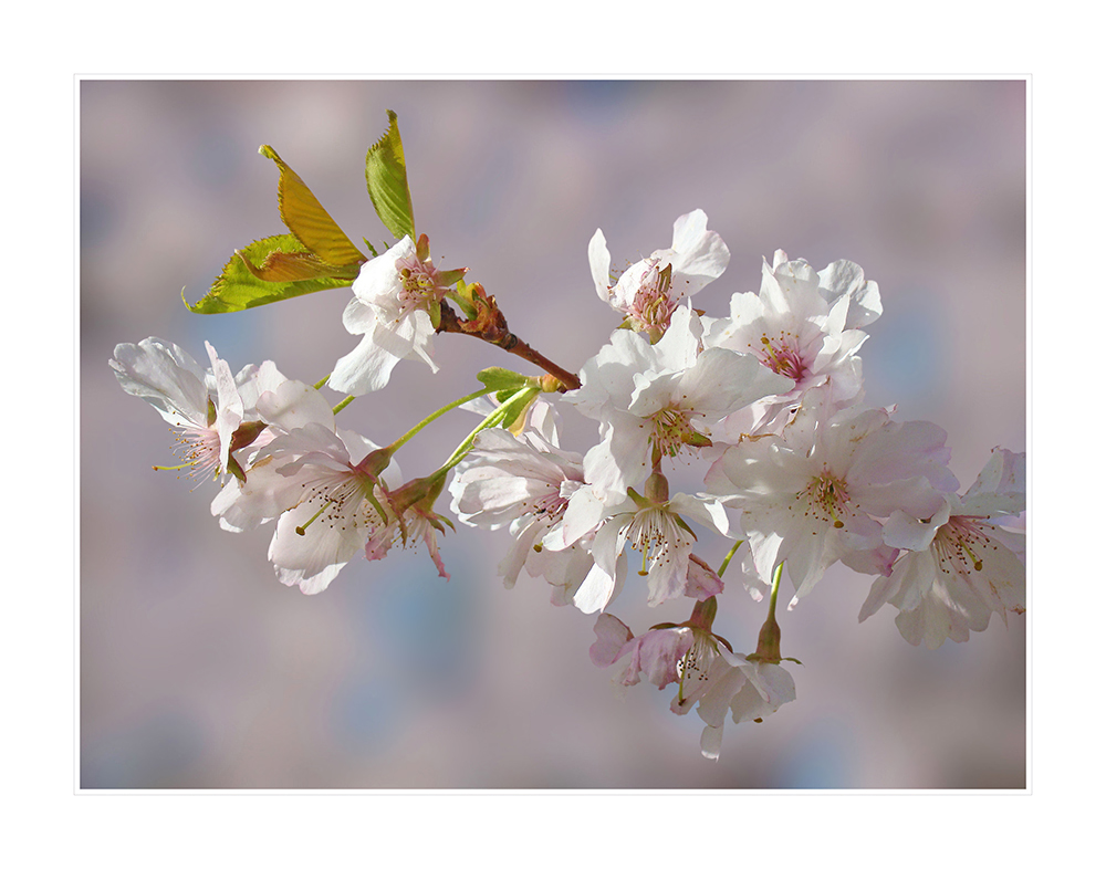 So sieht Frühling aus;-)