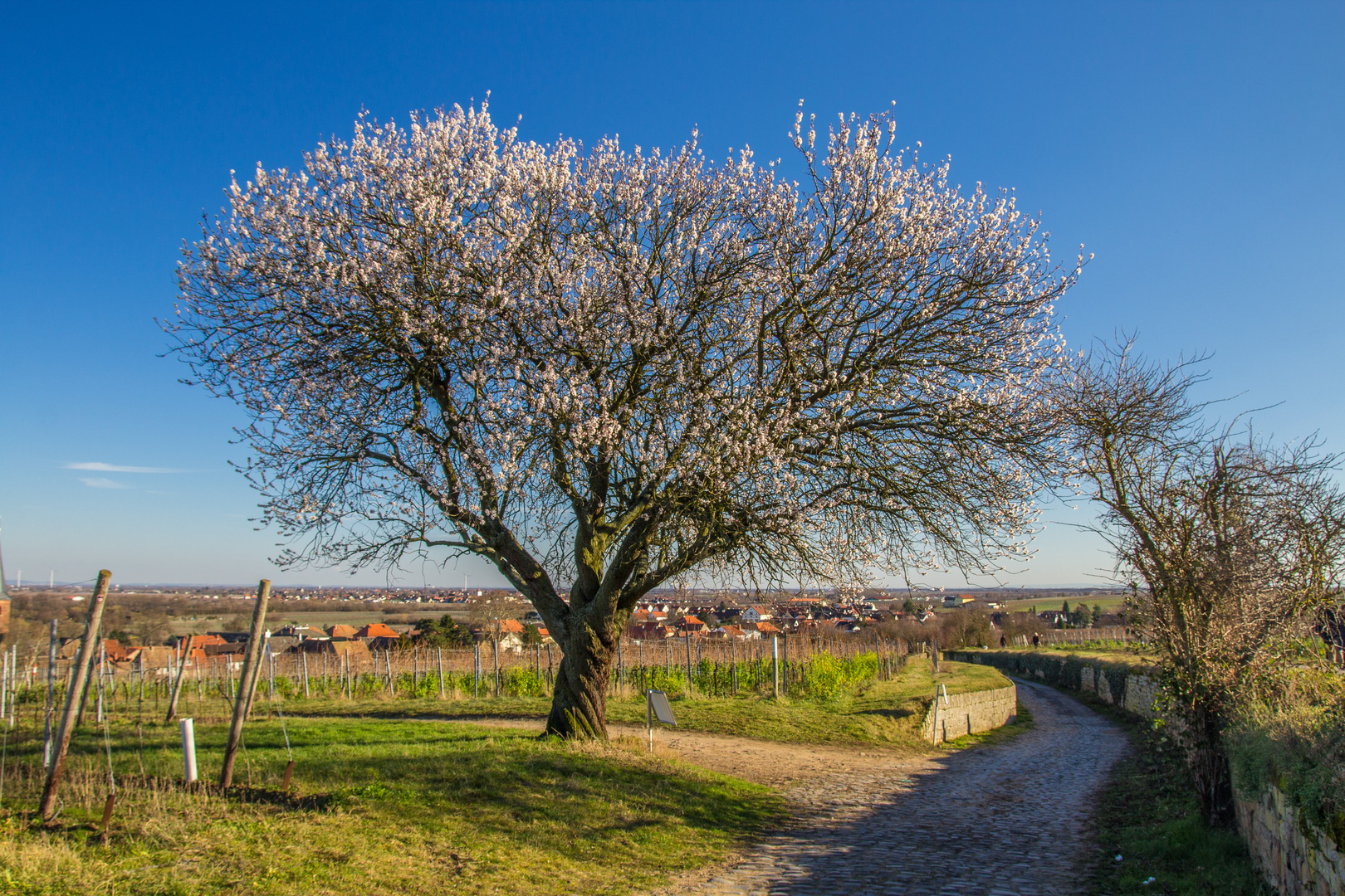 So sieht Frühling aus 