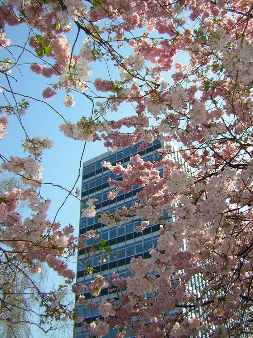 So sieht Frühling in Münster aus