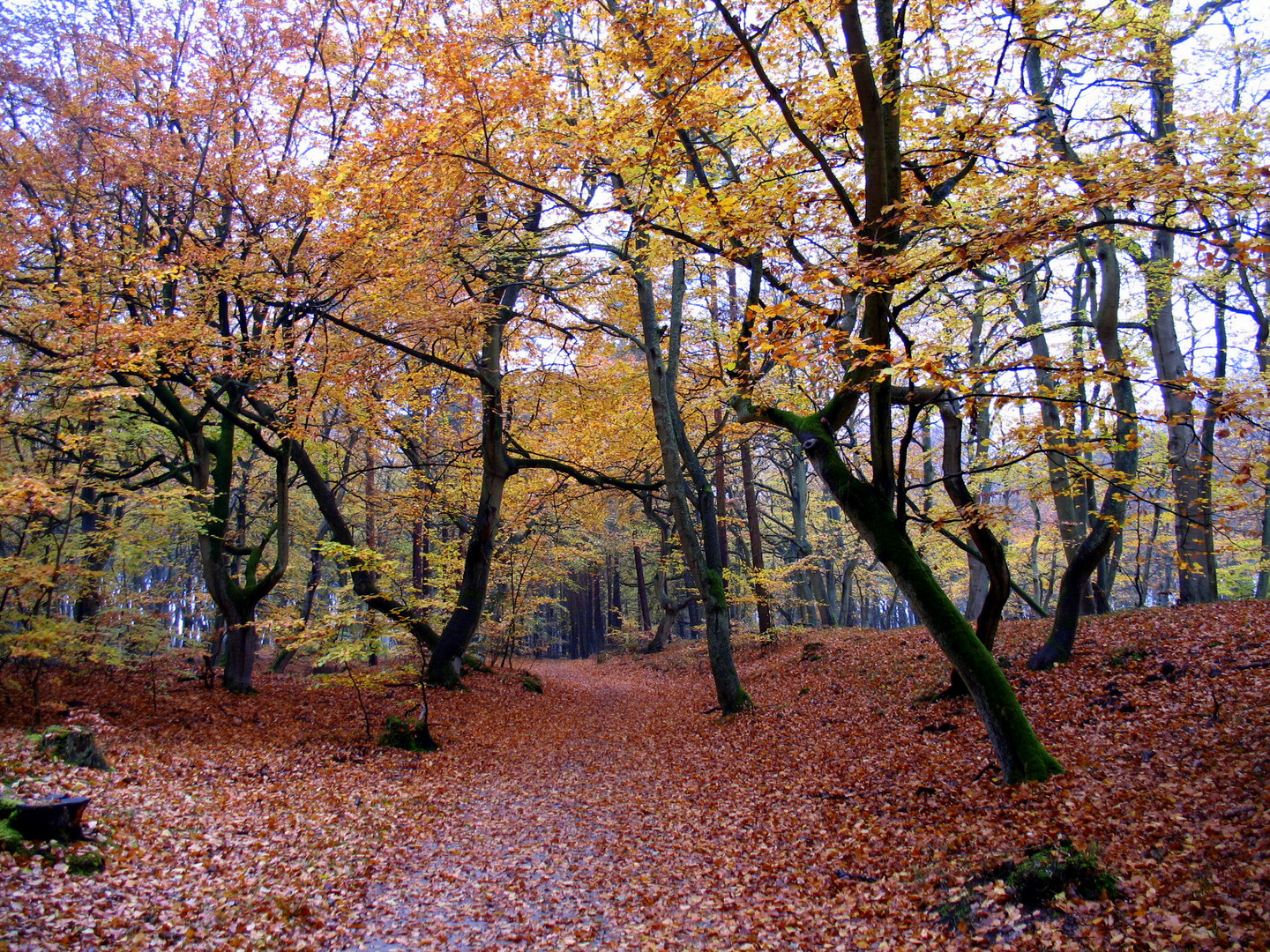 So sieht Herbst auf dem Darß aus.