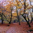 So sieht Herbst auf dem Darß aus.