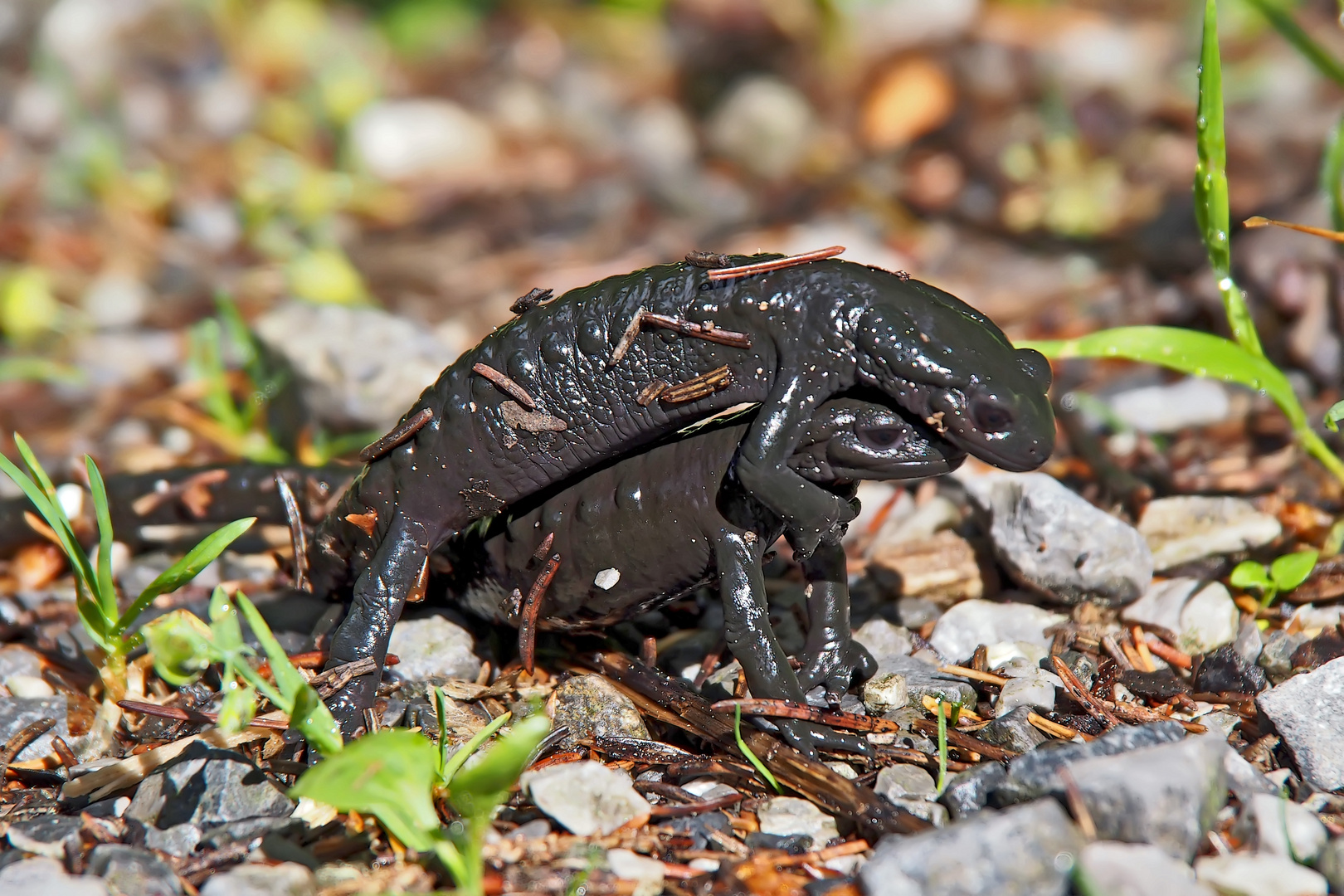 So sieht Liebe bei den Alpensalamandern (Salamandra atra) aus! - Le bonheur des salamandres...