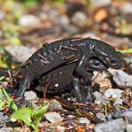 So sieht Liebe bei den Alpensalamandern (Salamandra atra) aus! - Le bonheur des salamandres...