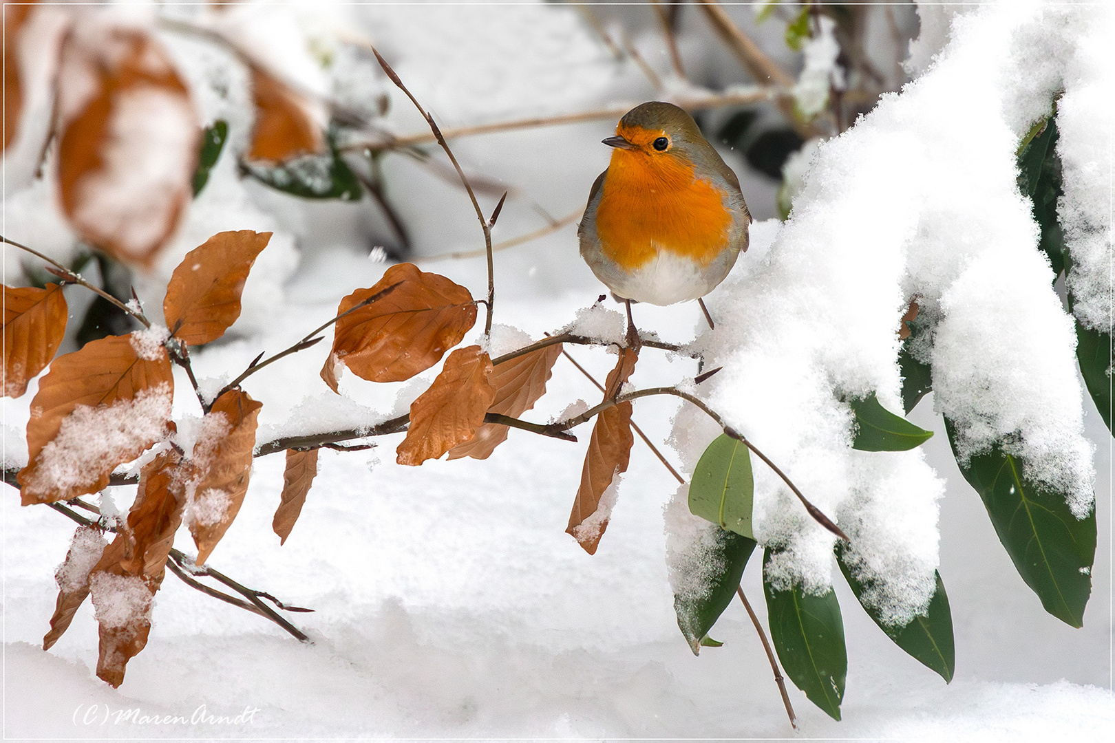 So sieht Winter aus