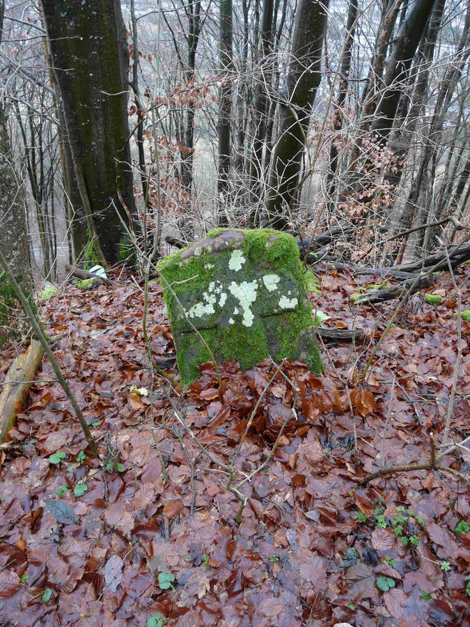 so siehts bei uns im wald aus