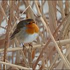 So sitzen Rotkehlchen gern (Erithacus rubecula)