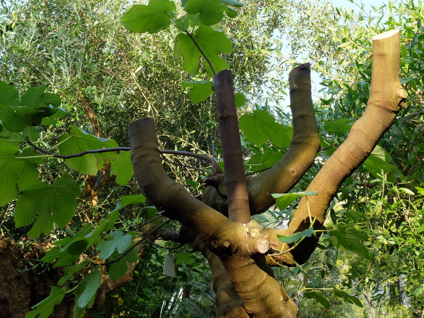 So sollte man keinen Baum schneiden !!!