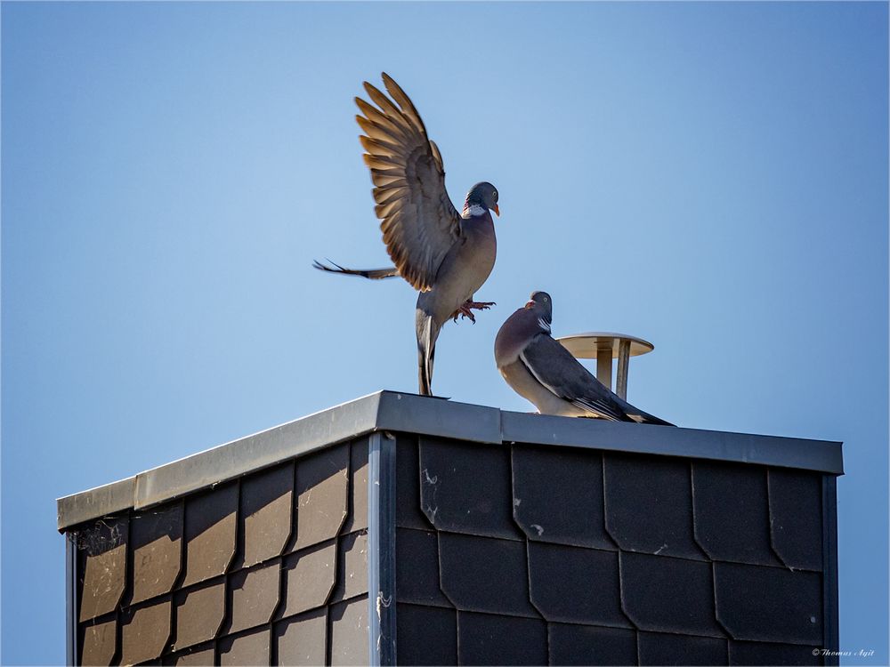 So Sprichwörter... Foto & Bild tauben, schornstein, sprichwort Bilder