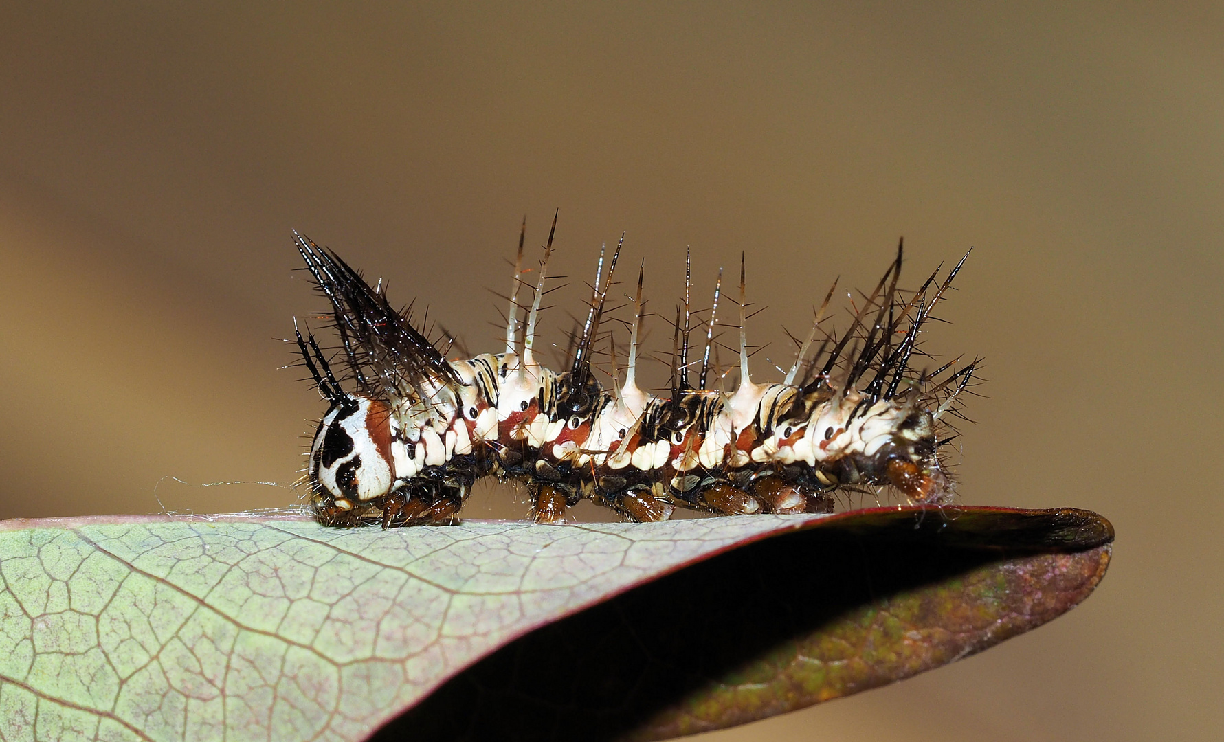 So stachelig die Dryas iulia Raupe …