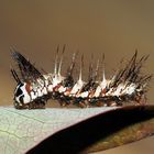 So stachelig die Dryas iulia Raupe …