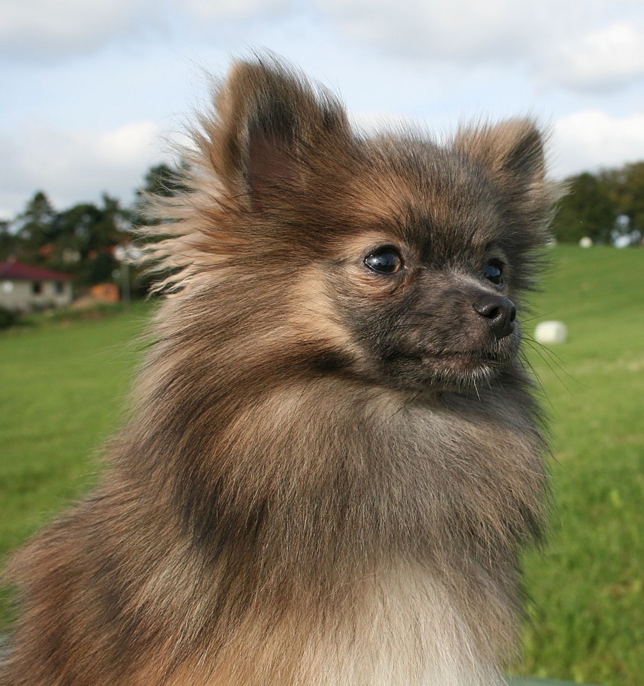 So Süß kann Spitz sein