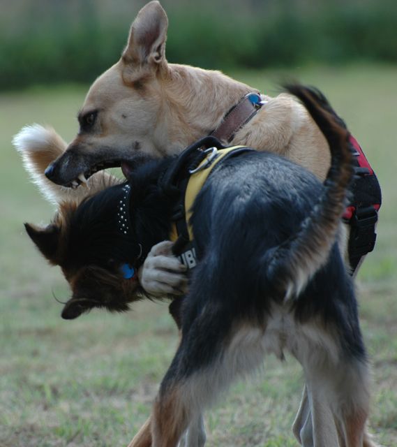 So toben echte Hunde