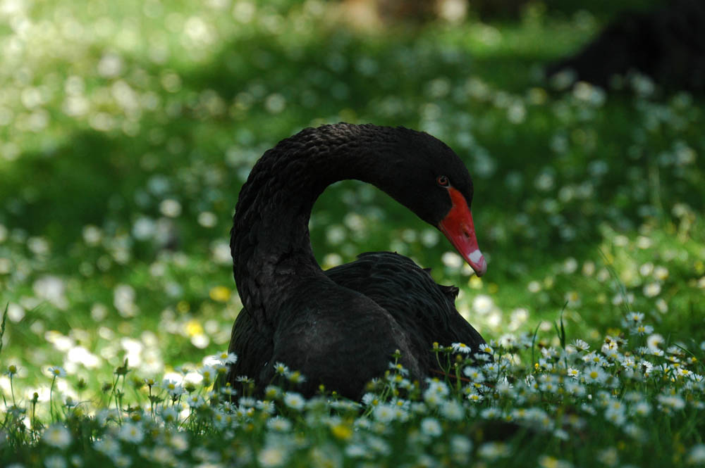 So traurig sieht der Trauerschwan gar nicht aus .