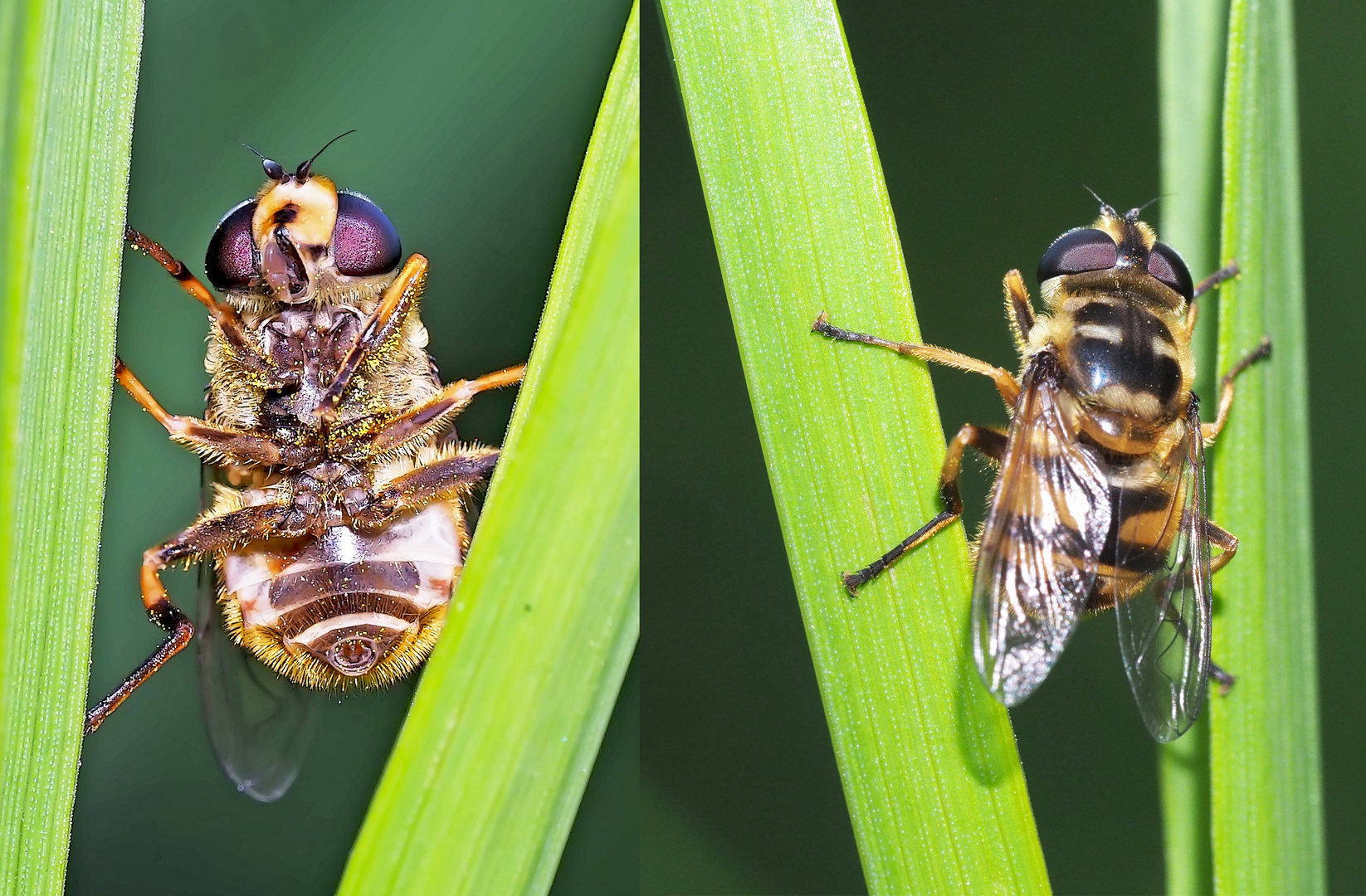 So unbequem hat diese Schwebfliege geschlafen ...