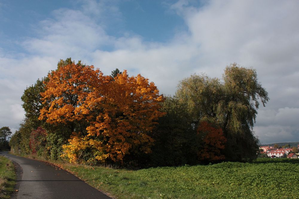 so unterschiedlich färbt der Herbst die Bäume