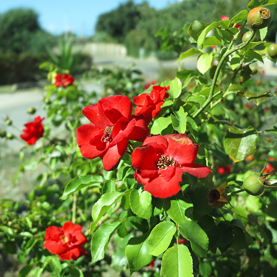 So verabschiedet sich der Sommer / Cosí l'estate dice addio