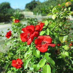 So verabschiedet sich der Sommer / Cosí l'estate dice addio