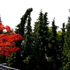 So verbogen  sieht jetzt die Riesentanne nach dem Unwetter am 9.6.2014 aus