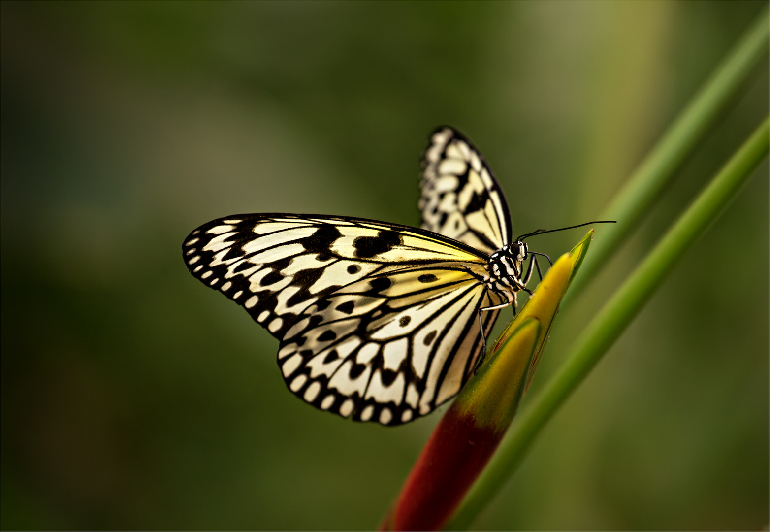 So verletzlich wie die Flügel der Schmetterlinge… Foto & Bild makro
