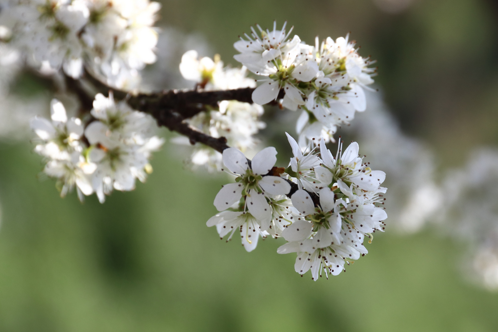 ... so viel Frühling ...