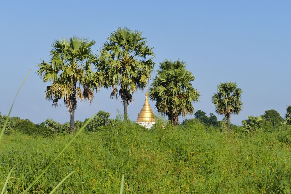 ...so viel Grün - aber dieses Mal in Myanmar...