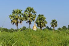 ...so viel Grün - aber dieses Mal in Myanmar...