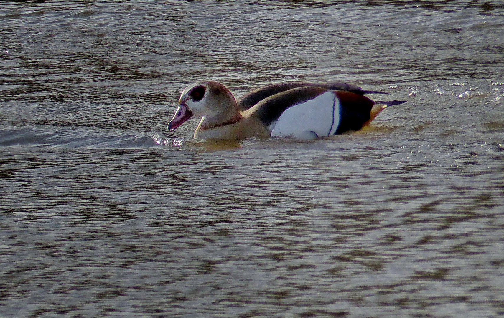 So viel Hochwasser und mittendrin die Nilgans 