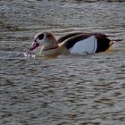 So viel Hochwasser und mittendrin die Nilgans 