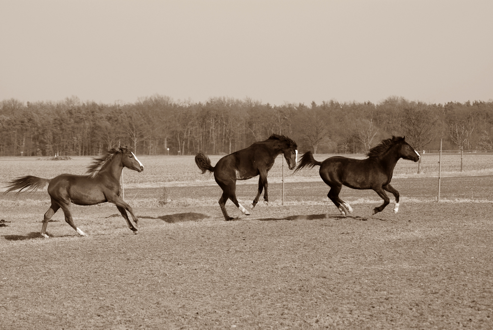 So Viel Kraft Und Energie Foto Bild Tiere Haustiere Pferde Esel Maultiere Bilder Auf Fotocommunity
