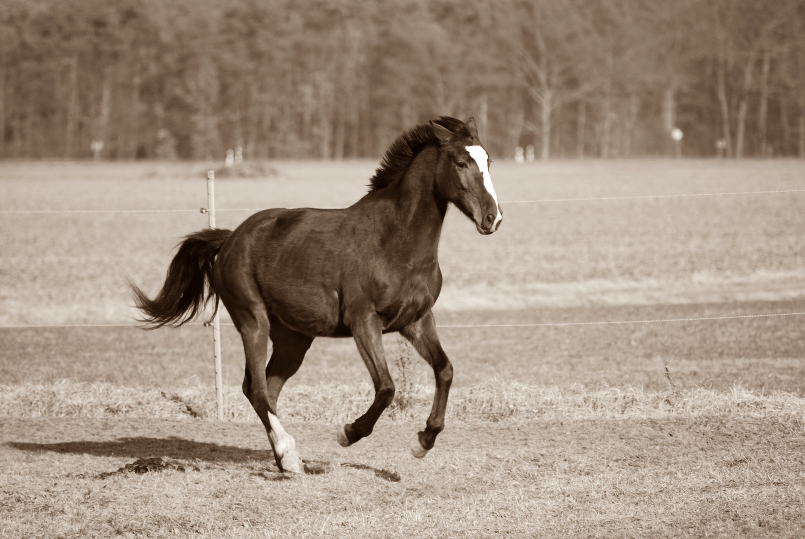 So Viel Kraft Und Energie Foto Bild Tiere Haustiere Pferde Esel Maultiere Bilder Auf Fotocommunity