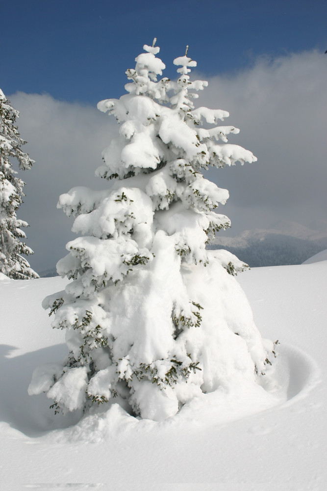 So viel Schnee und so wenig Baum