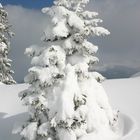 So viel Schnee und so wenig Baum
