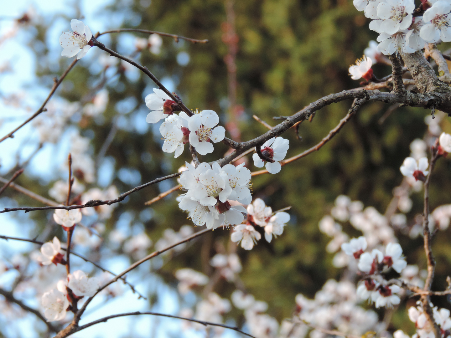 So viele Blüten