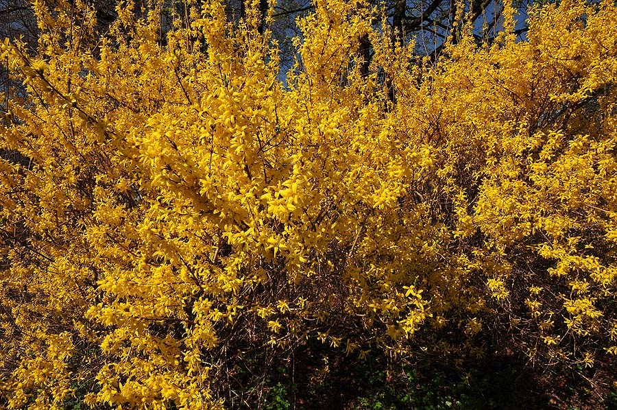 so viele Blüten...