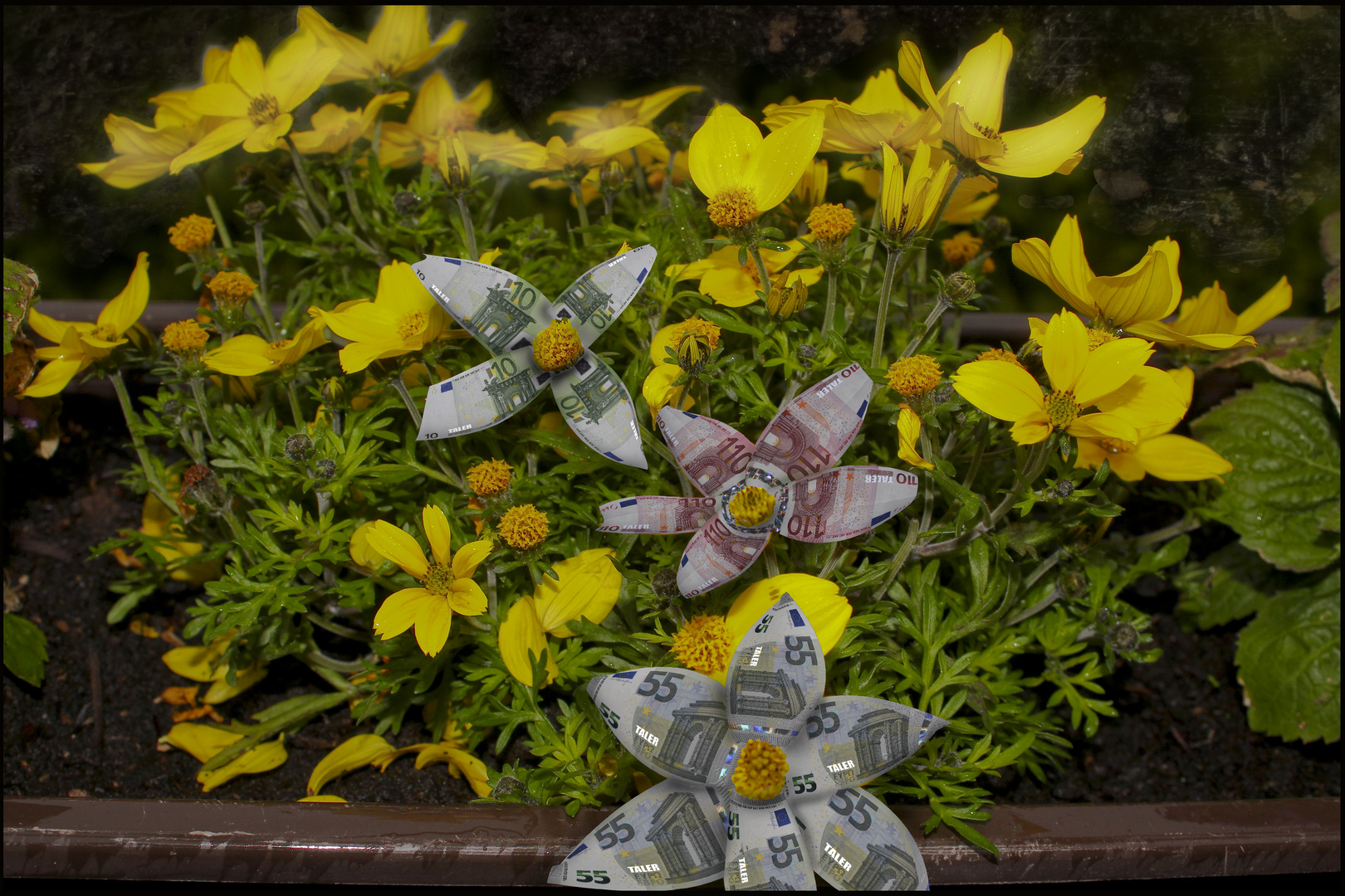 So viele Blüten im Balkonkasten