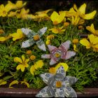 So viele Blüten im Balkonkasten