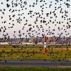 So viele Gäste am Flughafen