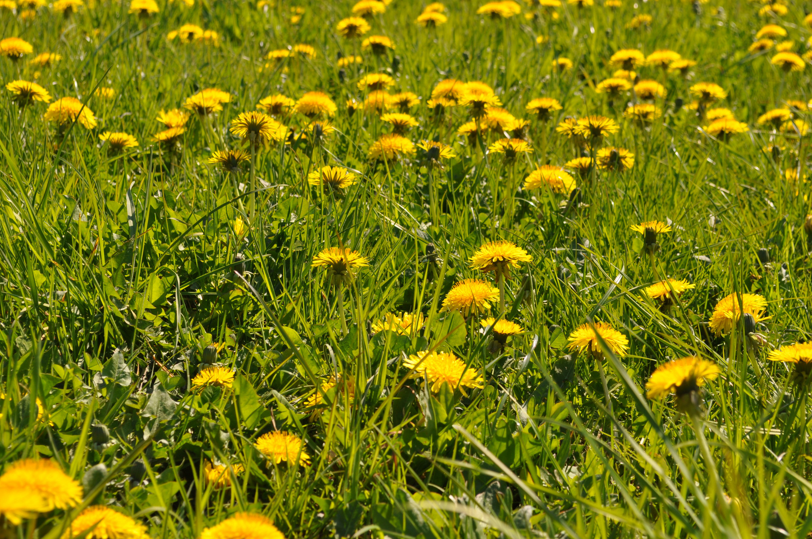 so viele gelbe blüten....