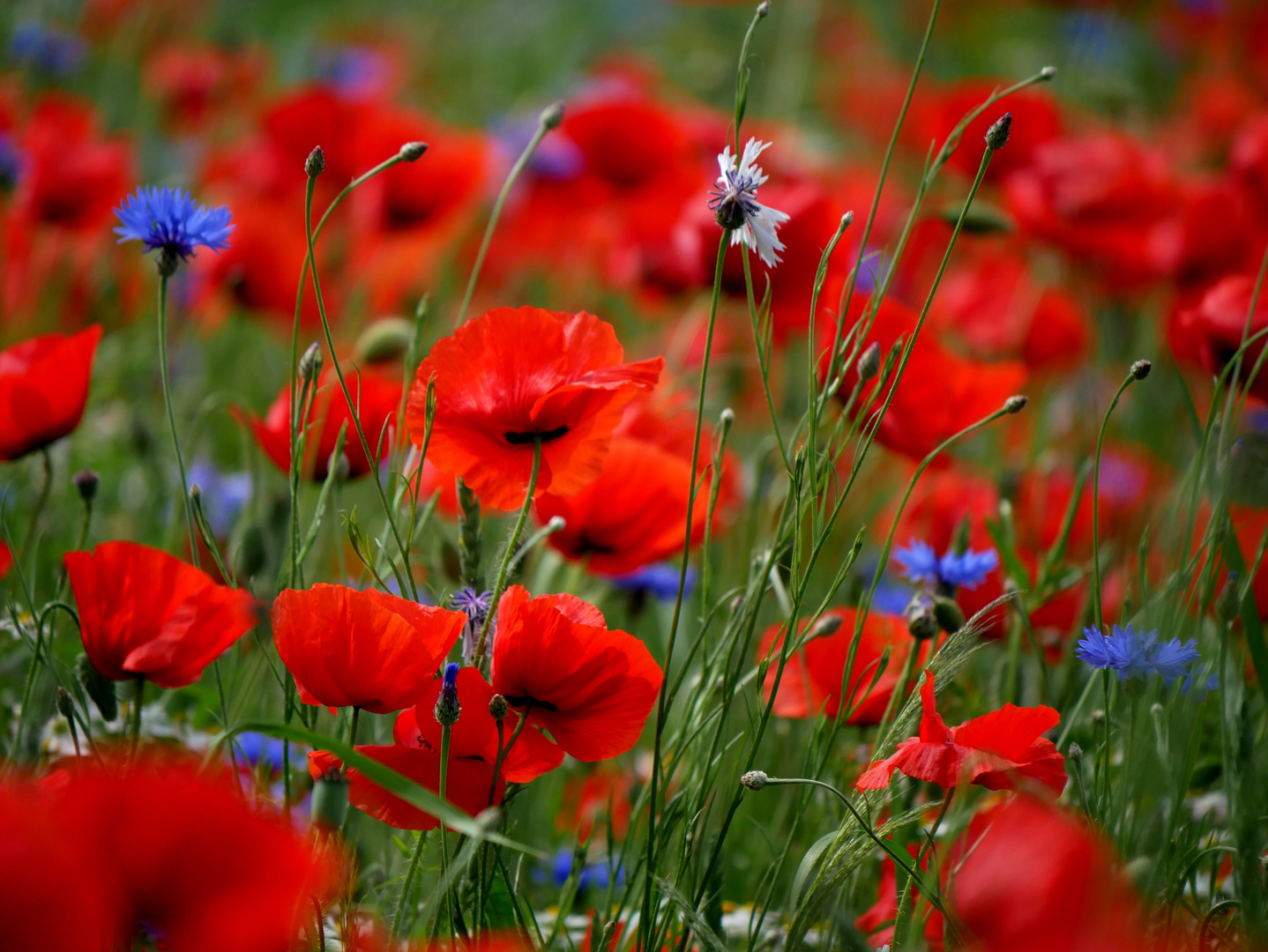 So viele Mohnblumen 